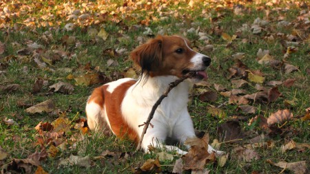 kooikerhondje